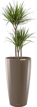 Dracaena Marginata in watergevende Rondo taupe | Drakenbloedboom