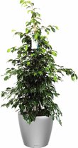Ficus Benjamina in watergevende Classico zilver | Treurvijg