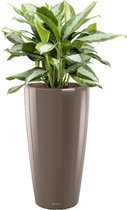 Aglaonema Silver Bay in watergevende Rondo taupe | Chinese Evergreen