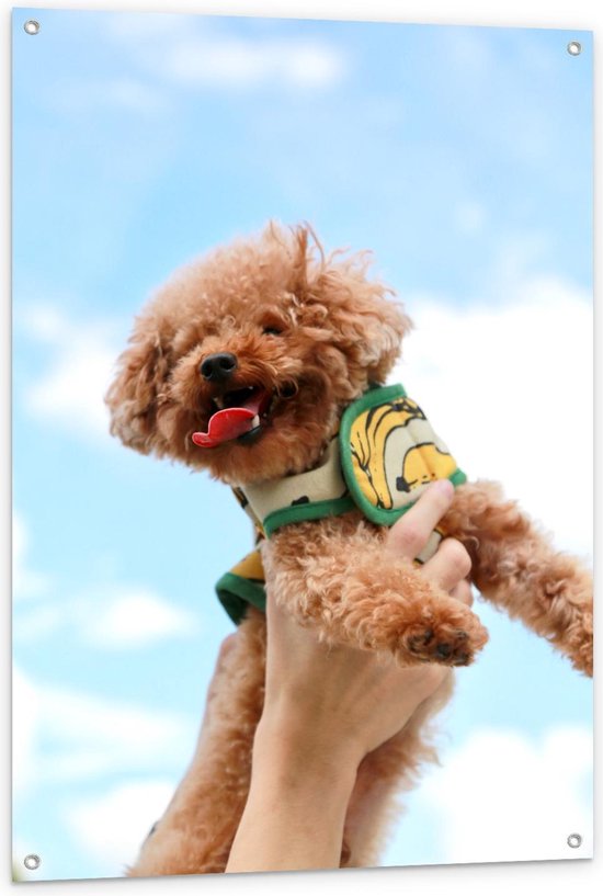 Tuinposter – Schattige Hond in de Lucht - 80x120cm Foto op Tuinposter  (wanddecoratie voor buiten en binnen)