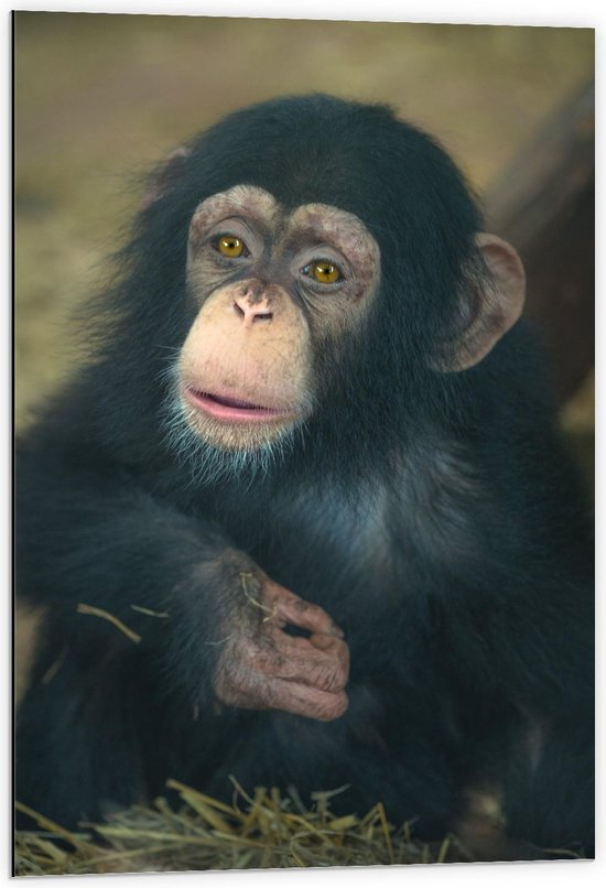 Dibond - Chimpansee Baby - 60x90cm Foto op Aluminium (Wanddecoratie van metaal)