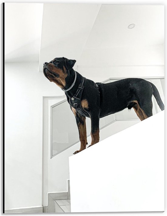 Dibond - Zwarte Hond op Witte Trap - 30x40cm Foto op Aluminium (Met Ophangsysteem)