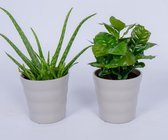 2 Kamerplanten - Aloe Vera & Koffieplant -2 stevige planten - In grijze pot