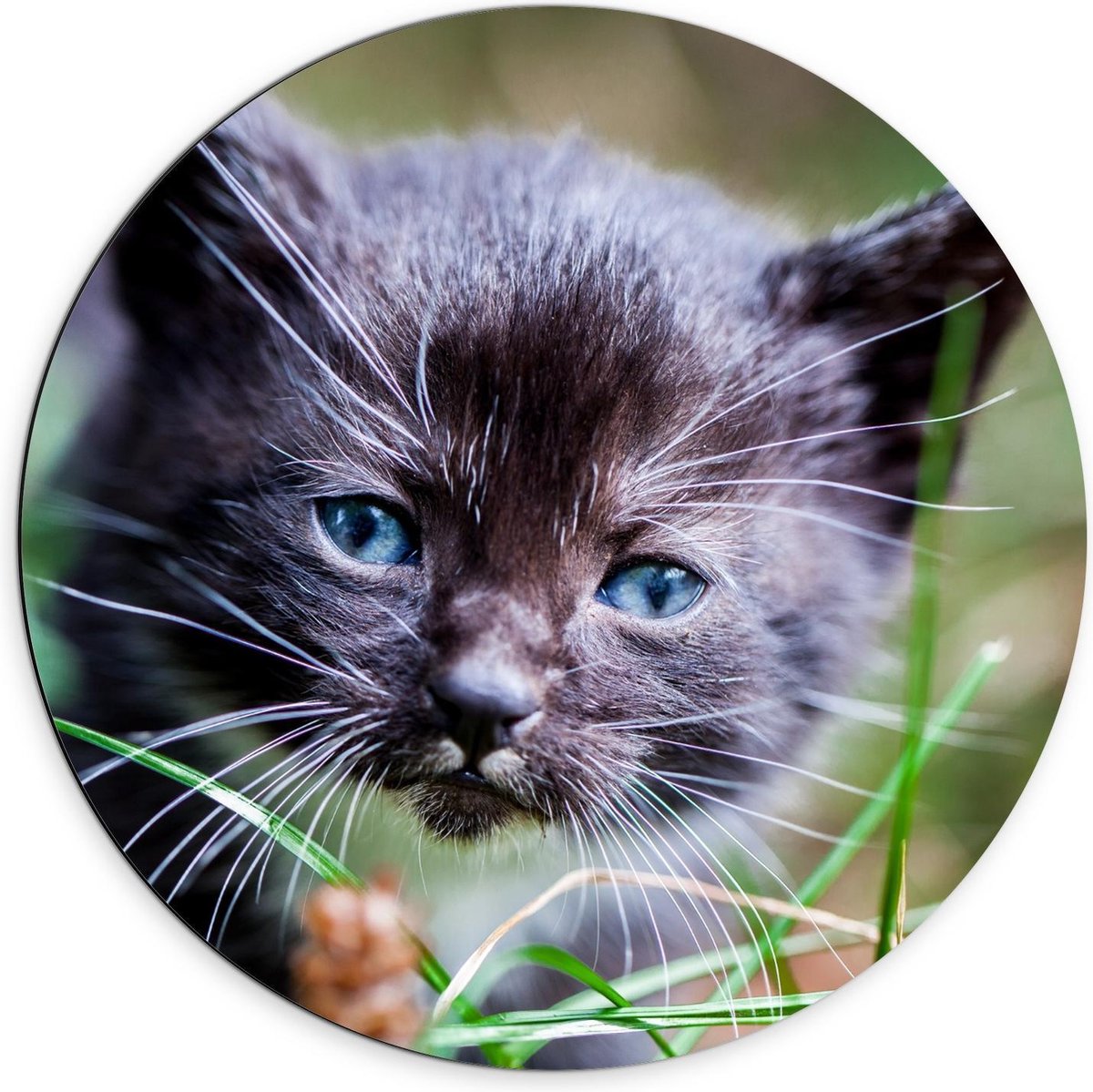 Dibond Wandcirkel - Zwart Baby Katje met Blauwe Ogen  - 70x70cm Foto op Aluminium Wandcirkel (met ophangsysteem)