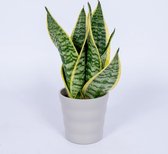 WLplants - Kamerplant Sansevieria Laurentii – Vrouwentong - ± 35cm hoog – 12 cm diameter  - in grijze pot