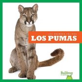 Los Pumas (Cougars)