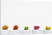 Acrylglas - Kleurrijke Plantjes in Witte Potten - 120x80cm Foto op Acrylglas (Wanddecoratie op Acrylglas)