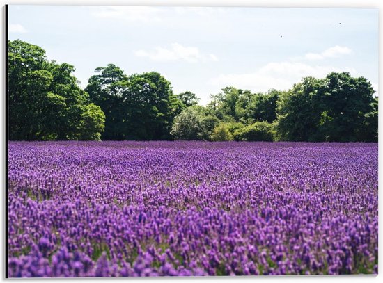 Dibond - Paars Lavendelveld  - 40x30cm Foto op Aluminium (Wanddecoratie van metaal)