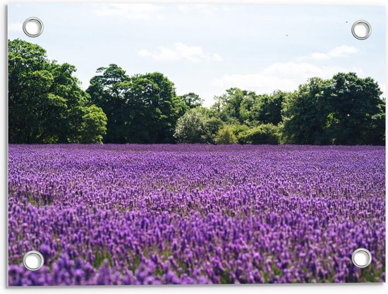 Tuinposter – Paars Lavendelveld  - 40x30cm Foto op Tuinposter  (wanddecoratie voor buiten en binnen)