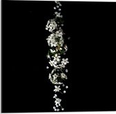 Acrylglas - Witte Bloemen op Zwarte Achtergrond  - 50x50cm Foto op Acrylglas (Wanddecoratie op Acrylglas)
