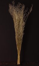 Droogbloemen | Gras | Pluimen | Mosterdgras | 100cm | circa. 25 stuks | Naturel