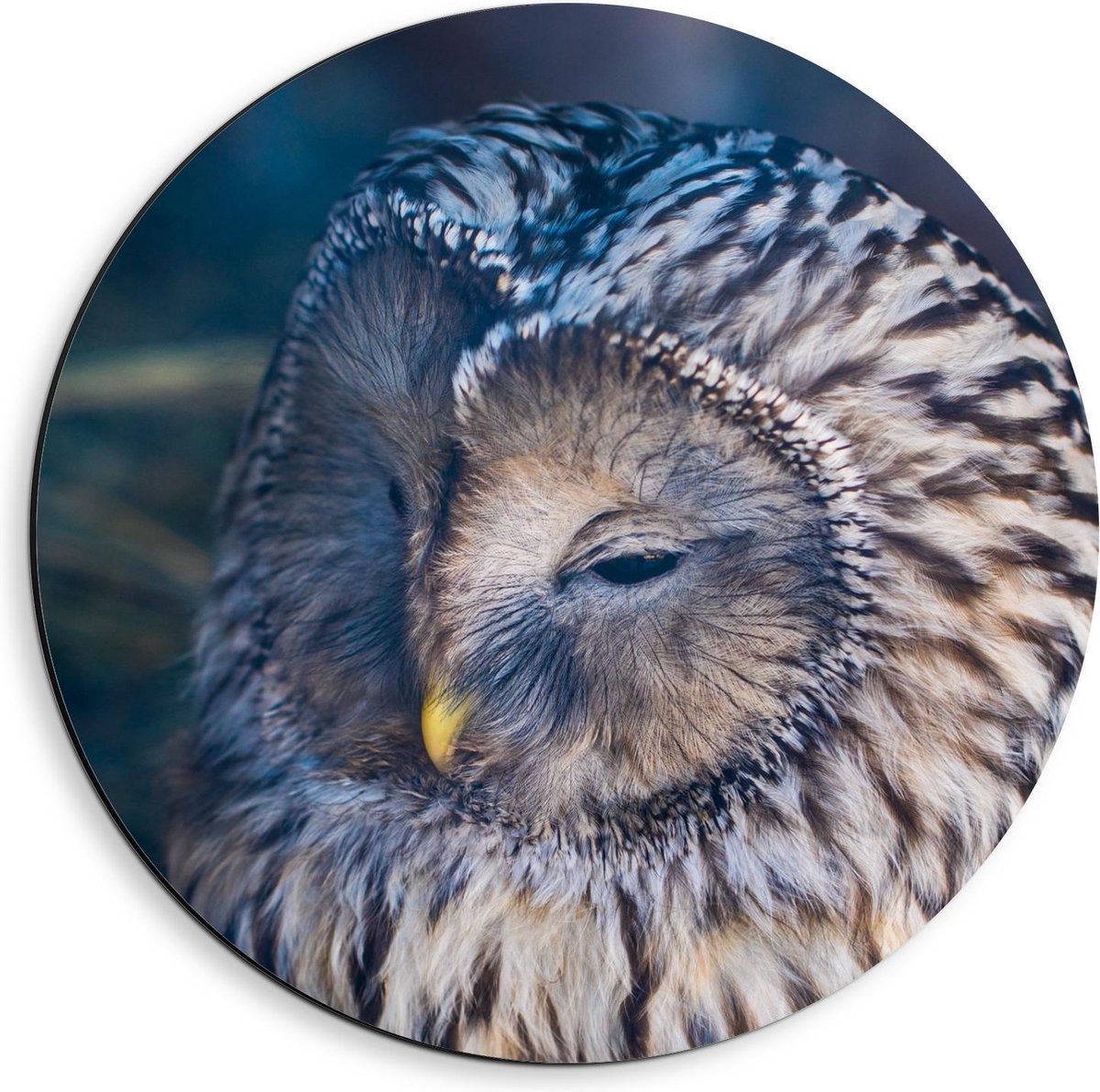 KuijsFotoprint Dibond Wandcirkel - Uil met Wit Bruine Haren en Gele Neus - 40x40cm Foto op Aluminium Wandcirkel (met ophangsysteem)