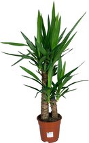 Yucca 'Elephantipes' 2-stammig - stamhoogte ↑45 en 25 cm in pot - Tropische Kamerplant - Cadeau - Housewarming