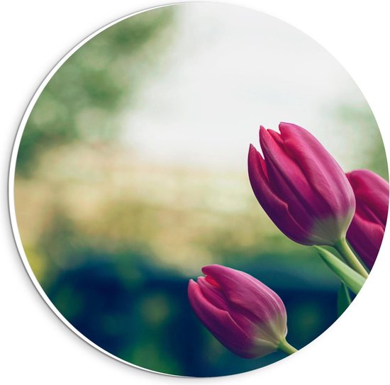 Forex Wandcirkel - Roze Tulpen Zijkant - 20x20cm Foto op Wandcirkel (met ophangsysteem)