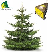Echte Kerstboom - Nordmann gezaagd 150 - 175 cm - Easyfix boorgat