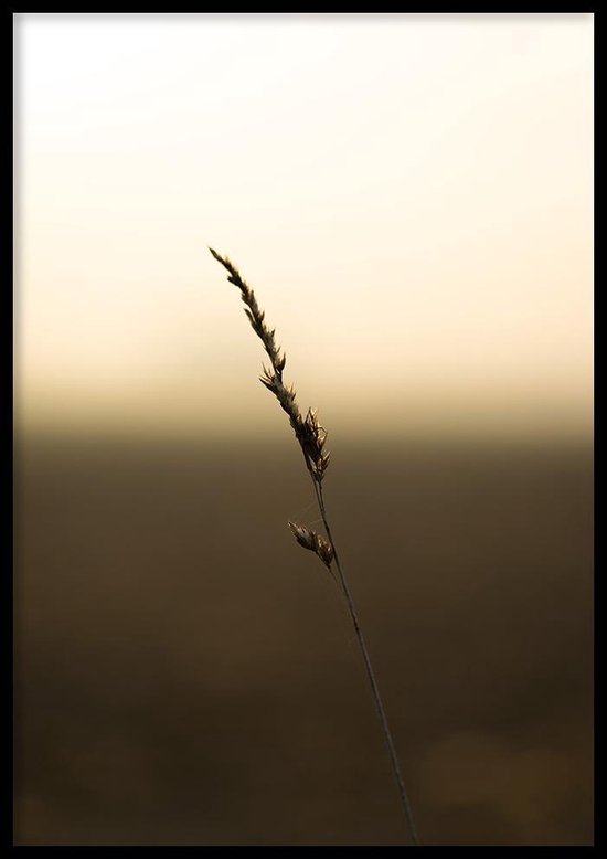 Poster Grasspriet - 30x40 cm - Poster Fotokunst - WALLLL