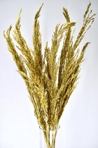 Pampas pluimen | Goud | Cortaderia | 7 stuks | 90 - 100cm