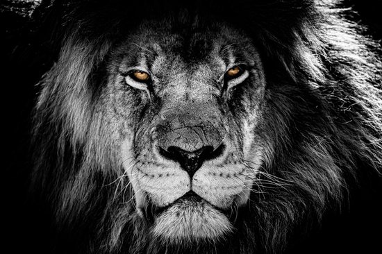 Canvasdoek - Schilderij - Leeuw Lion Bruine Ogen Aan De Muur Natuur - Wit En Bruin - 100 X 150 Cm