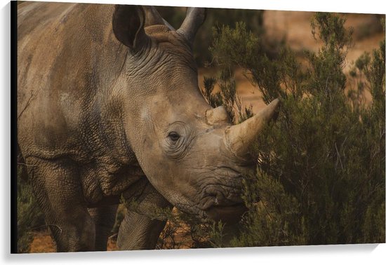 Canvas - Neushoorn in de Natuur - Foto op Canvas Schilderij (Wanddecoratie op Canvas)