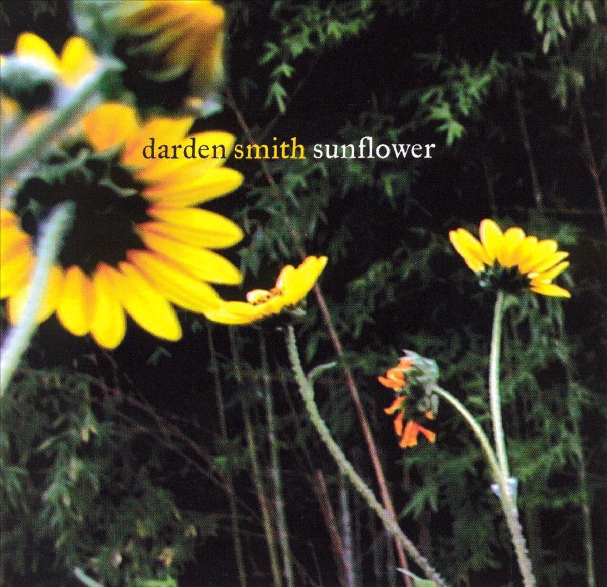 Sunflower - Darden Smith