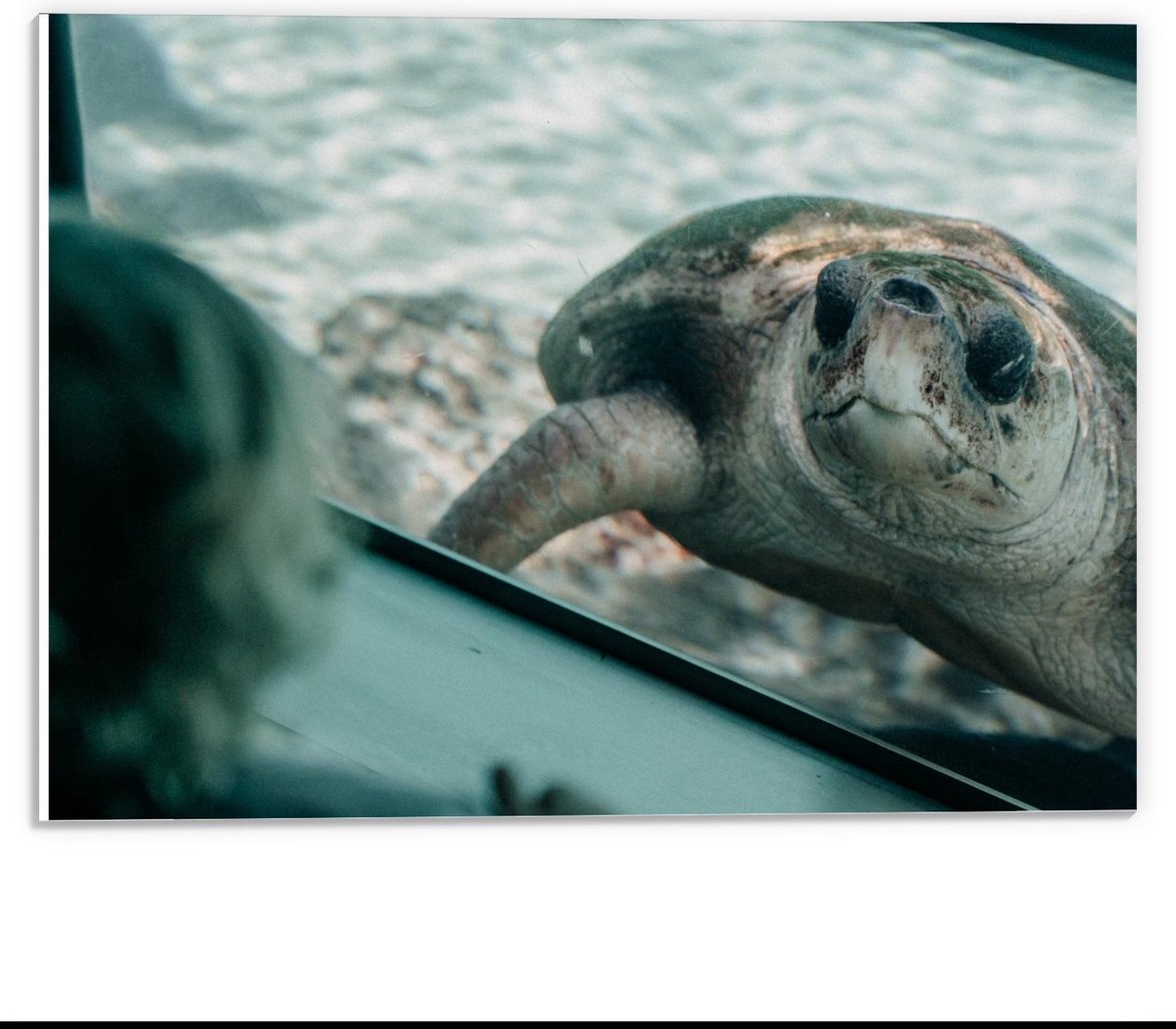 Forex - Schildpad in Aquarium  - 40x30cm Foto op Forex