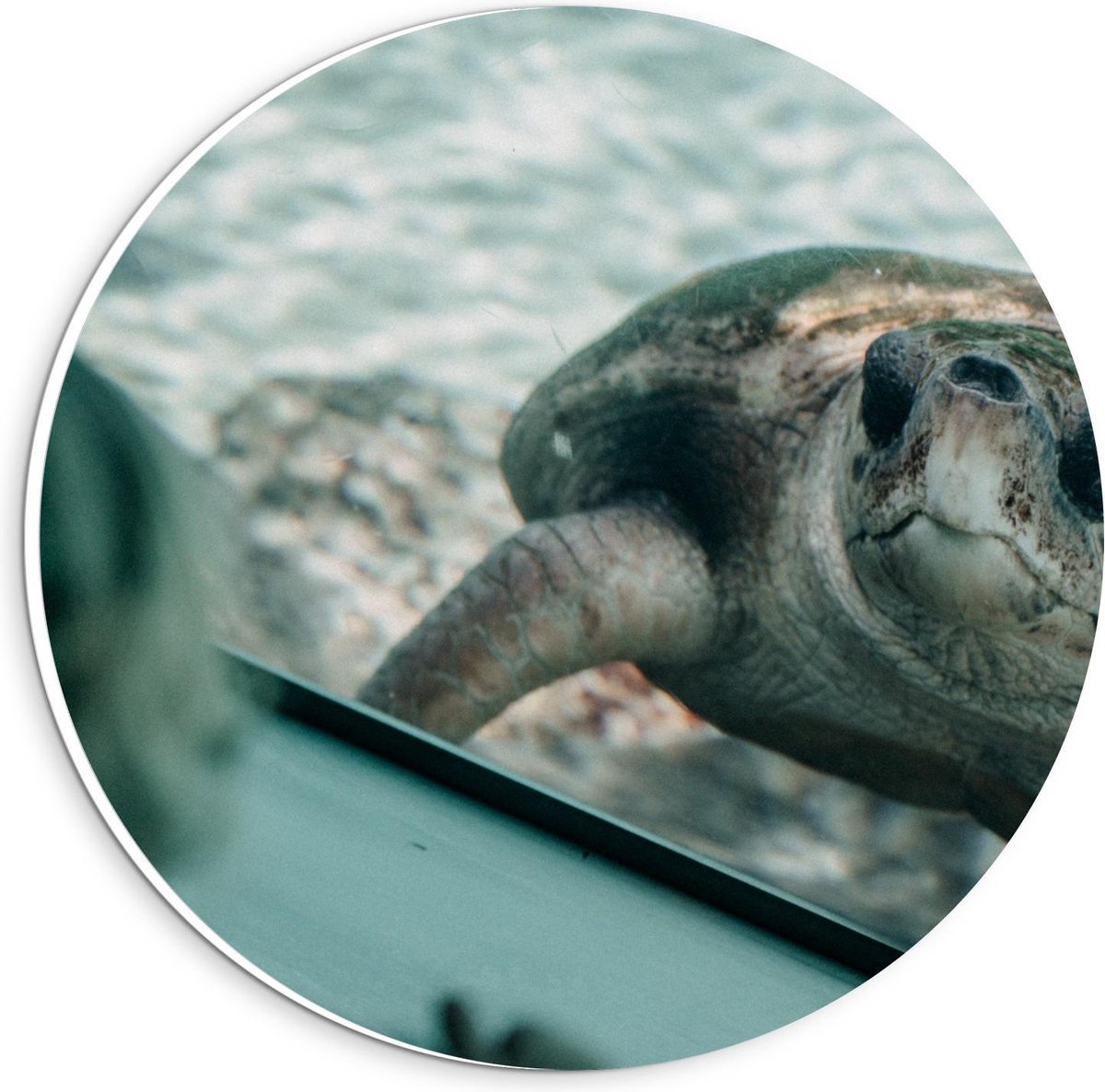 Forex Wandcirkel - Schildpad in Aquarium - 20x20cm Foto op Wandcirkel (met ophangsysteem)