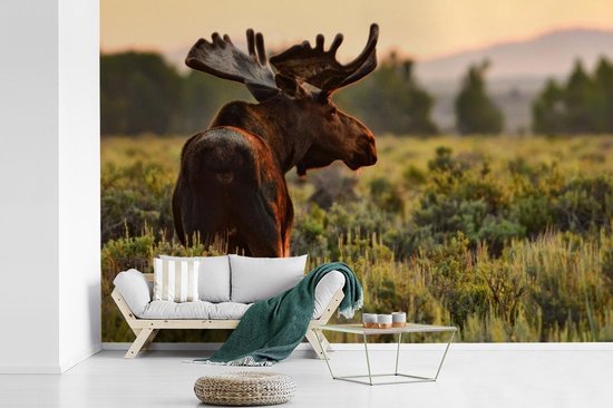 Papier peint photo peint vinyle - Elk in Wyoming largeur 330 cm x hauteur 220 cm - Tirage photo sur papier peint (disponible en 7 tailles)