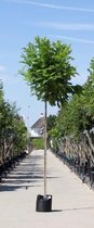 Bomenbezorgd.nl - Boom - Bol acacia - Totaalhoogte 250-280 cm (10-14 cm stamomtrek) stamhoogte 220 cm ''Robinia ps. Umbraculifera''