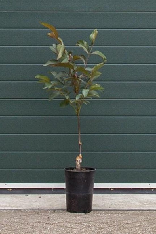 Roodbladige walnotenboom Juglans r. Purpurea h 65 cm st. omtrek 1 cm