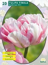 2 stuks Tulipa Dubbel Laat Finola per 20