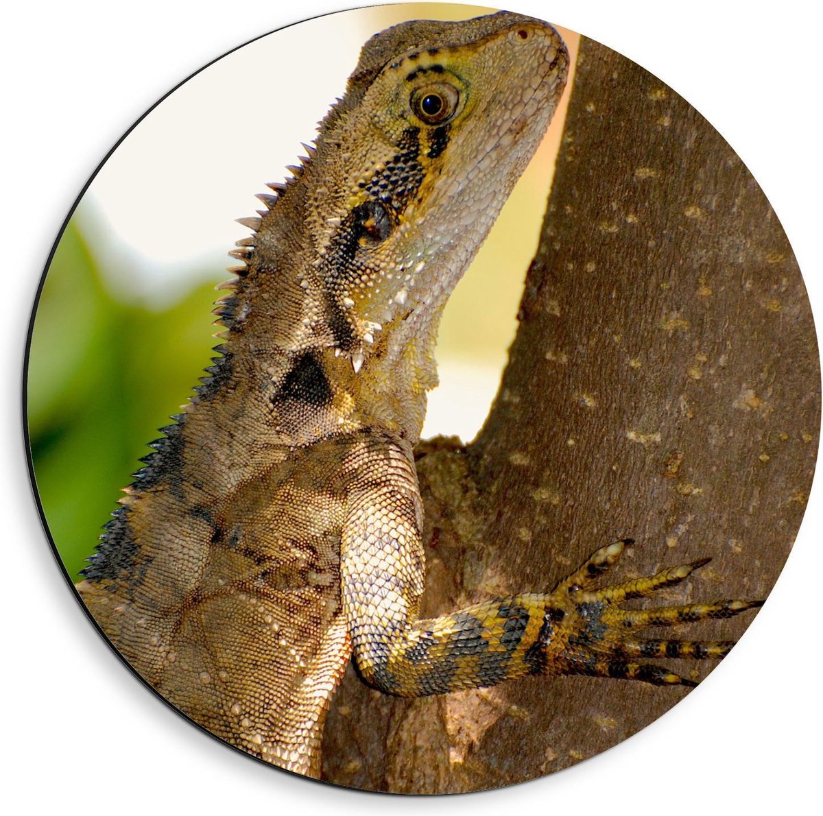 Dibond Wandcirkel - Hagedis in een Boom  - 40x40cm Foto op Aluminium Wandcirkel (met ophangsysteem) op Prijzenvolger.com