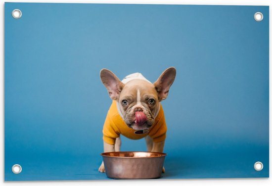 Tuinposter – Etend Hondje met Gele Trui aan  - 60x40cm Foto op Tuinposter  (wanddecoratie voor buiten en binnen)