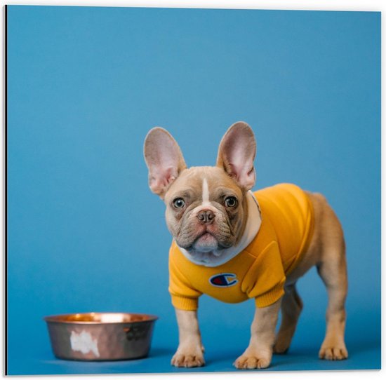 Dibond - Hond met Gele Trui op Blauwe Achtergrond  - 50x50cm Foto op Aluminium (Met Ophangsysteem)