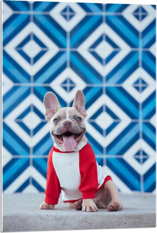 Acrylglas - Hond met Rood Truitje voor Blauwe Muur  - 60x90cm Foto op Acrylglas (Wanddecoratie op Acrylglas)