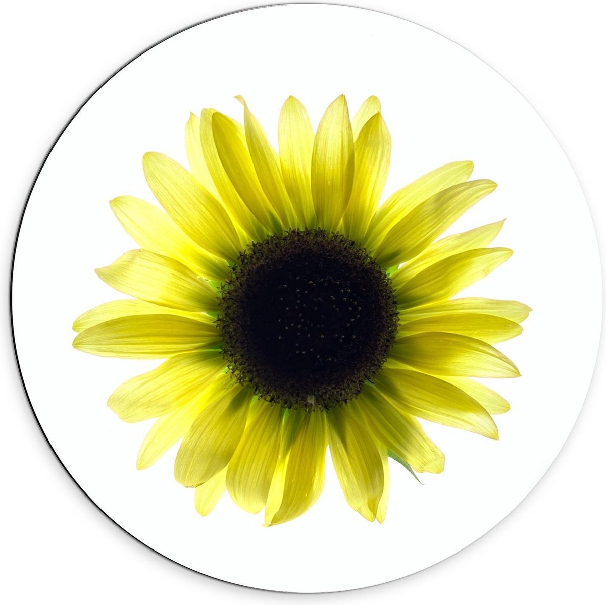 Dibond Wandcirkel - Geel Zonnebloempje - 70x70cm Foto op Aluminium Wandcirkel (met ophangsysteem)