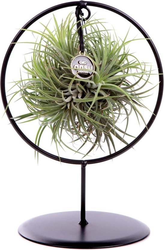 Deco frame rond met Tillandsia airplant bol (S)