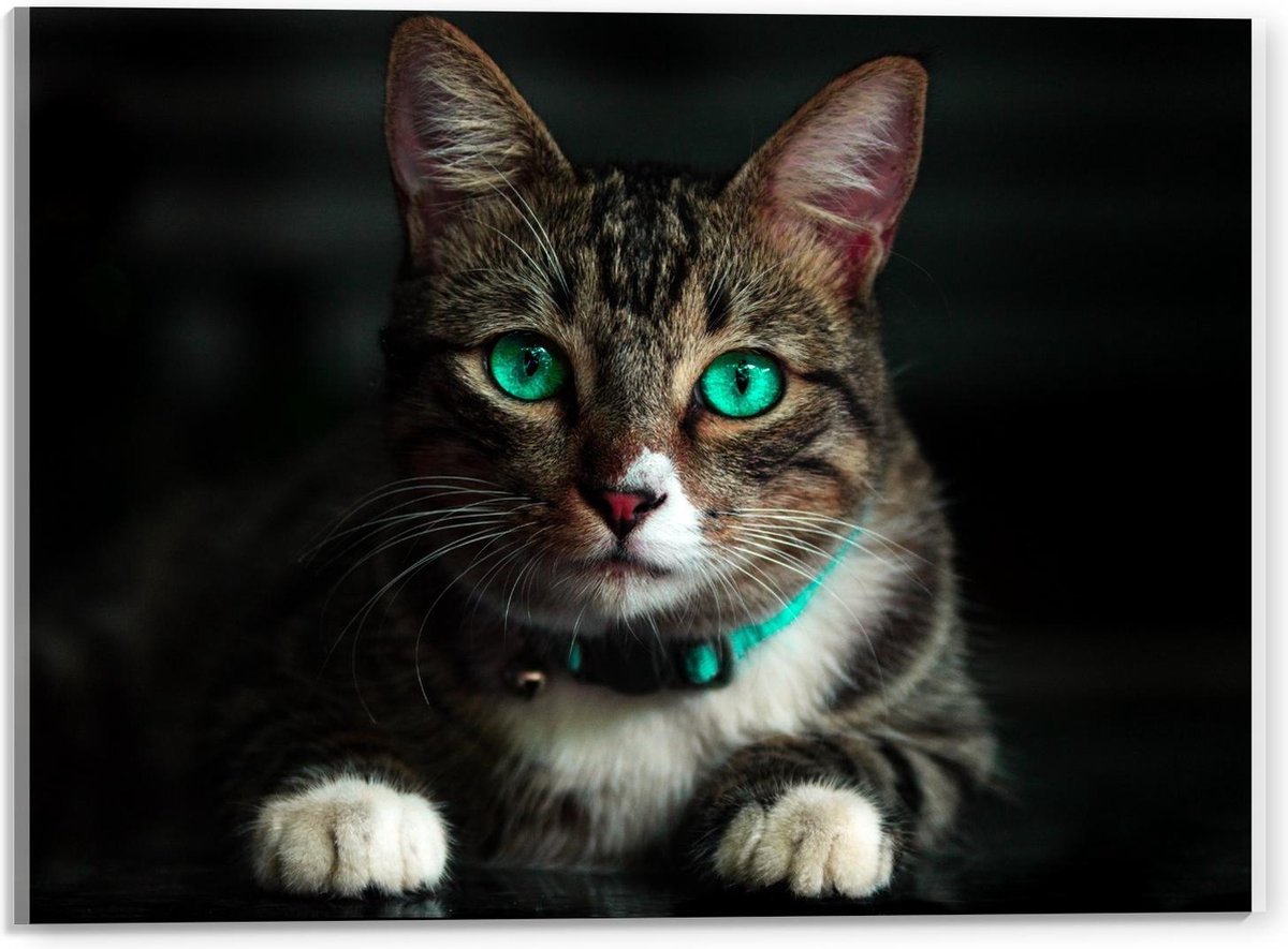Plexiglas - Kat met Felblauwe Ogen - 40x30cm Foto op Plexiglas (Wanddecoratie op Plexiglas)