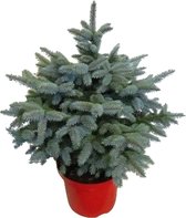 Hellogreen Kleine Mini Kerstboom - Blauwspar - 60 cm