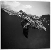 Forex - Zwemmende Schildpad in het Water (Zwart Wit) - 50x50cm Foto op Forex