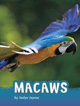 Animals- Macaws