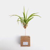 tillandsia luchtplant multiflora standaard