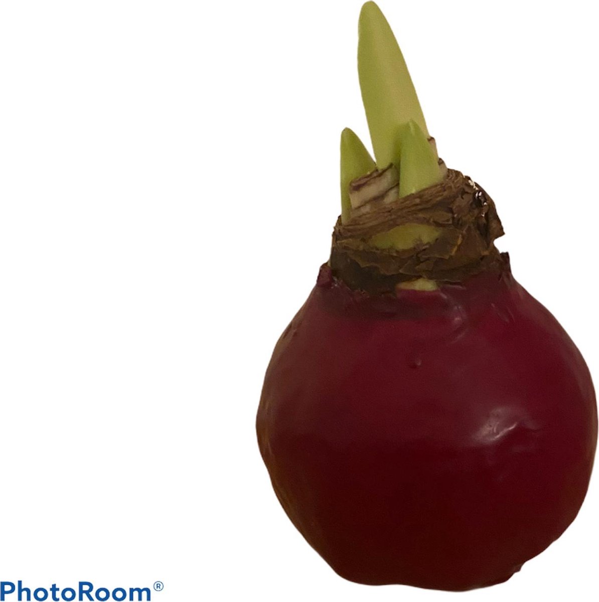 1 x WAX AMARYLLIS BORDEAUX ROOD