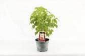 Compacte fruitplant - Rubus idaeus 'Little Sweet Sister'® - Rode Framboos - hoogte 30-40 cm