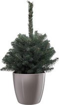 Pannebakker Plants BV - Picea - 35 Cm - Ø 25 - 1 Stuks