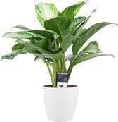 Decorum Aglaonema Silver Bay met Elho brussels white (201022)