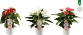 Anthurium Mix White, Red and Pink Champion ()