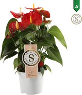 Anthurium Red Champion ()