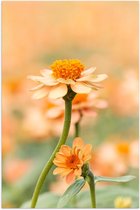 Poster – Oranje Bloem in Wazig bloemenveld - 60x90cm Foto op Posterpapier
