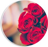 Forex Wandcirkel - Rode Rozen met Wazige Achtergrond - 20x20cm Foto op Wandcirkel (met ophangsysteem)