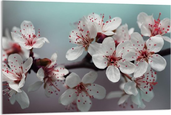 Acrylglas - Witte Bloemen op Spiegelglas - Foto op Acrylglas (Met Ophangsysteem)